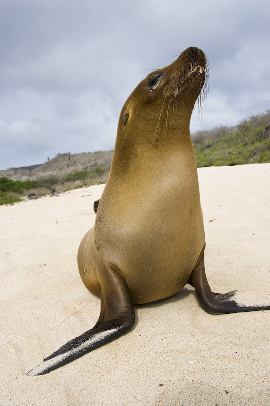 Galápagos Sealion On Beach